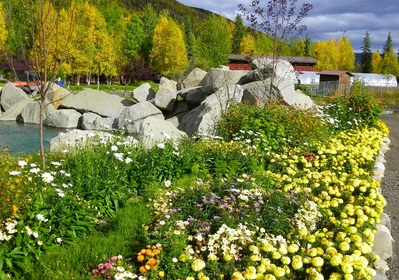 Steine, Natur, Blumen