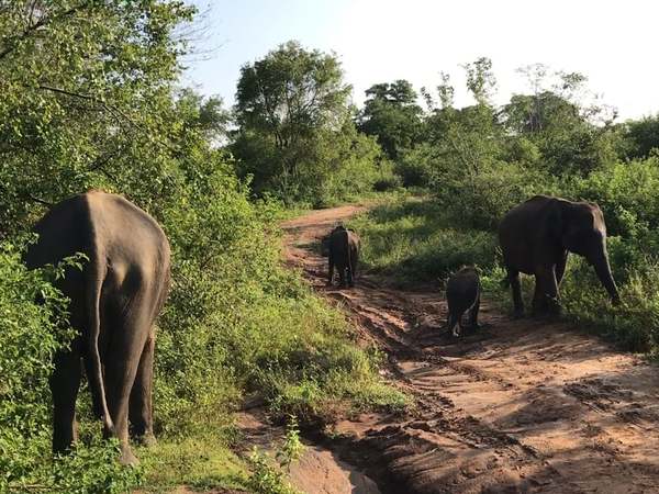Elefanten beobachten im Udawalawe NP