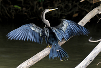 Vogelparadies im Tortuguero Nationalpark