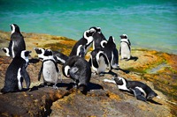 Boulders Beach, Pinguine, Family, Südafrika