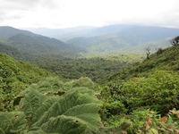 Die scheinbar unendlichen Weiten des Nebelwaldes von Monteverde laden zu ausgedehnten Erkundungstouren ein.