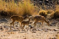 Djoser_Indien_Ranthambore NP_Rehe_pixabay_foc