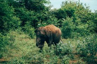 Udawalawe Nationalpark, Elefant, Sri Lanka, Rundreise