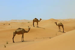 Rundreise Vereinigte Arabische Emirate