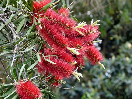 Blue Mountains: Bottlebrush Flower