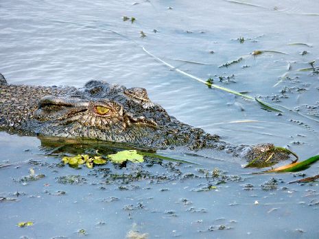 Kakadu NP: Krokodil