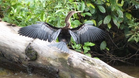 Costa Rica, Tortuguero Nationalpark, Vogel