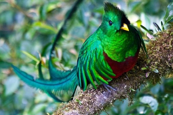 Costa Rica, Monteverde, Vogel