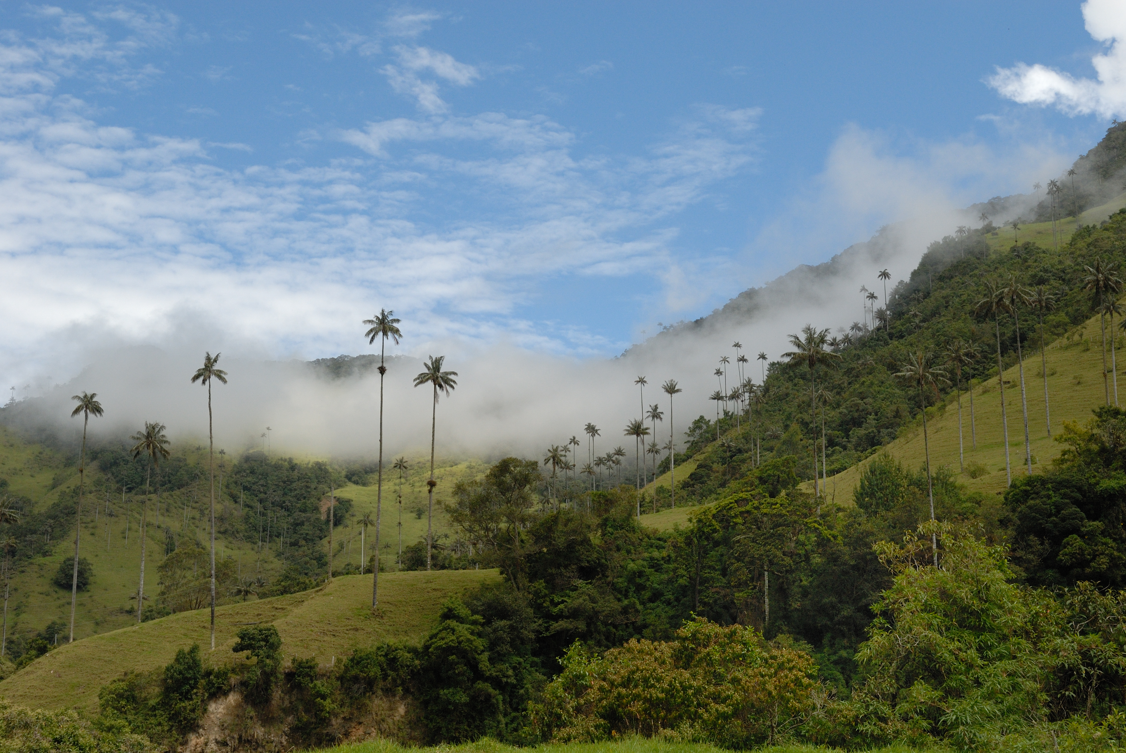 Valle de Cocora, Salento, Kolumbien