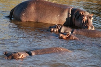 Djoser_Botswana_KatimaMulilo_Flusspferd_FOC