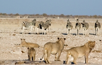 Djoser_Namibia_EtoshaNP_GameDrive_Löwen_Zebras_FOC