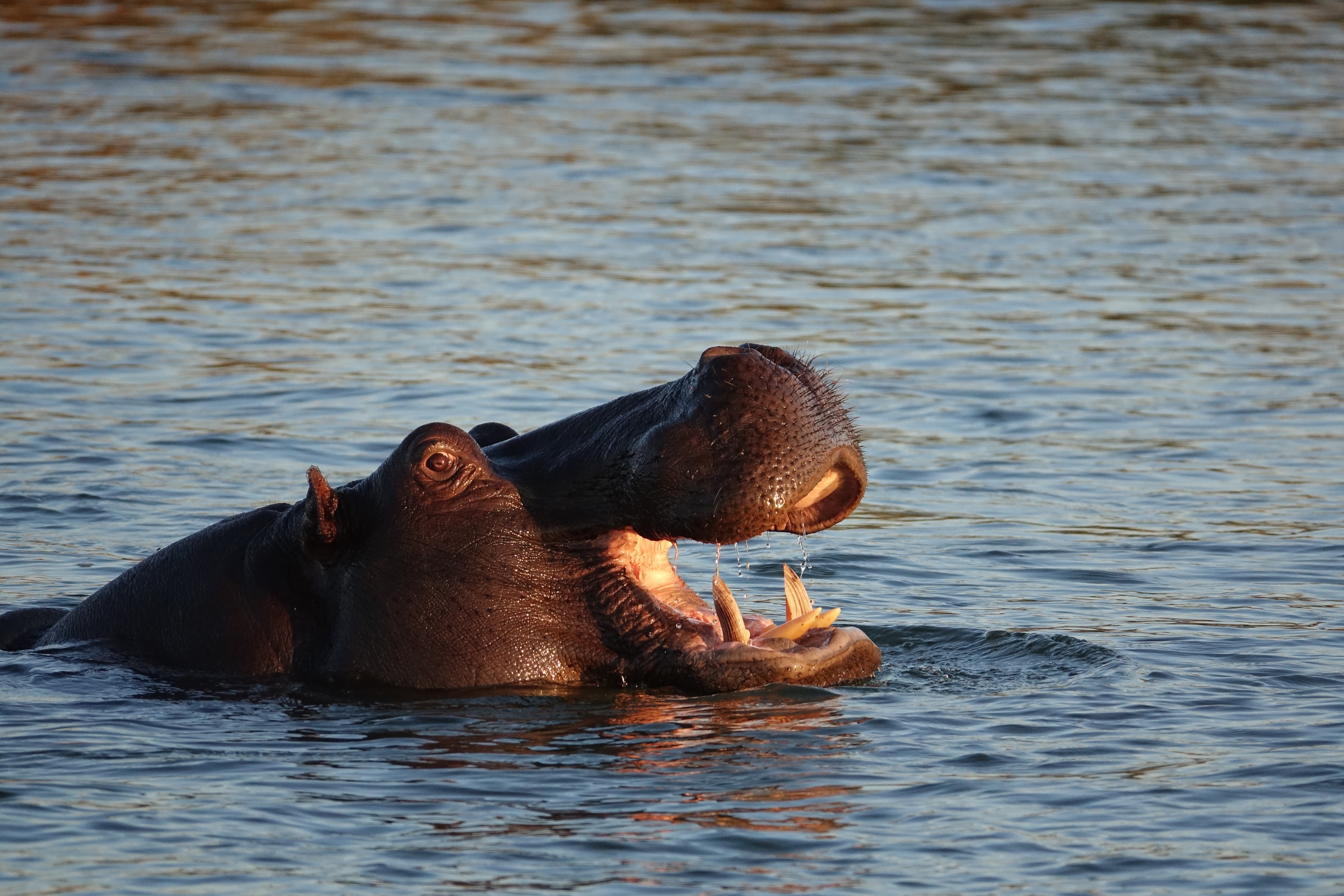 Familienreise Botswana Okavangodelta Flusspferd