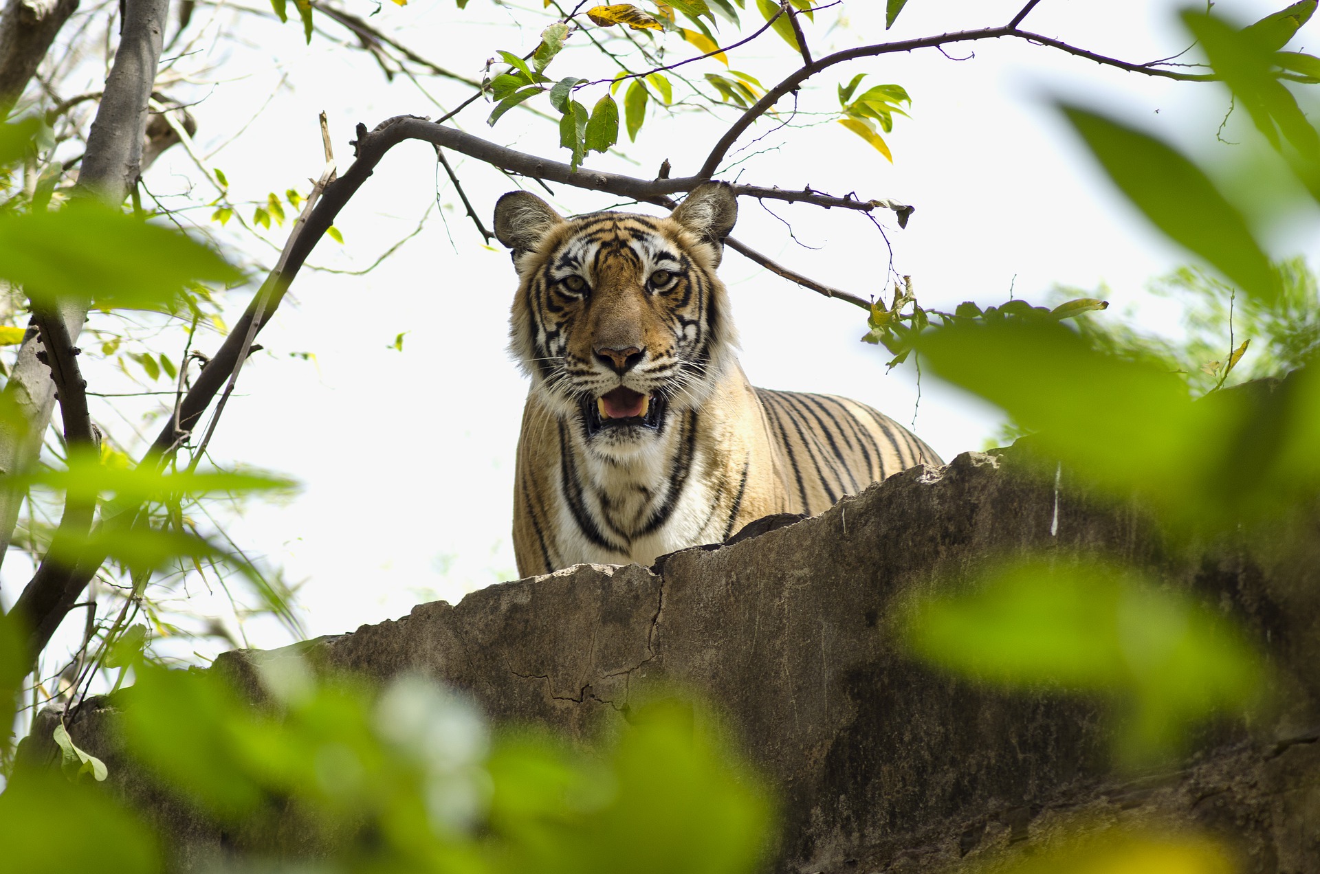 Djoser_Indien_Ranthambore NP_Tiger_pixabay_foc