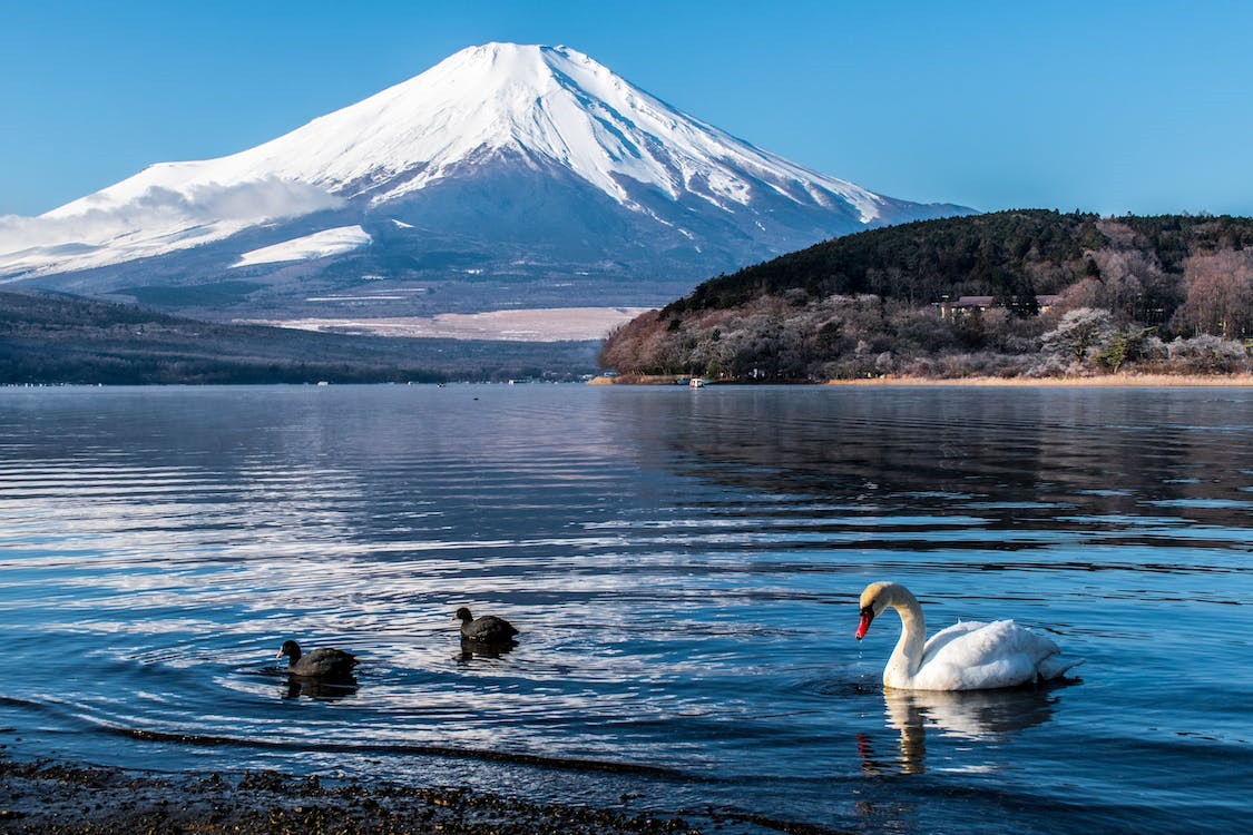 Fuji-Hakone-Izu Nationalpark Schwan auf dem See