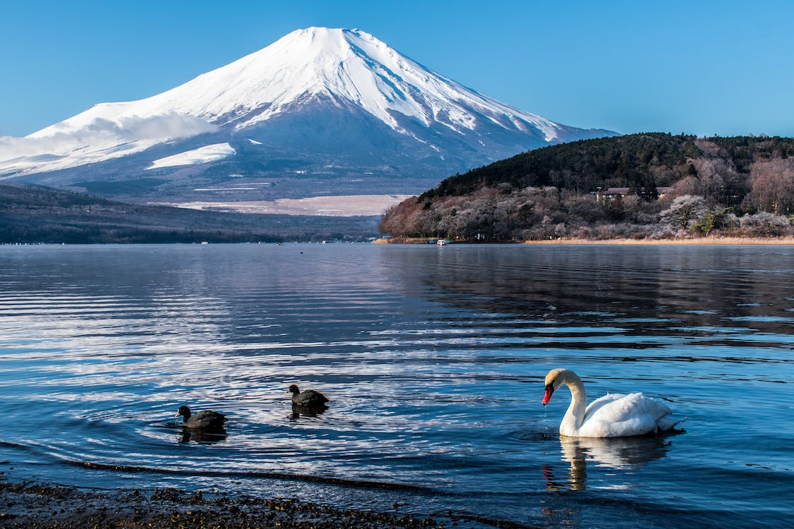 Japan, Fuyiyama, Kawaguchi See, Schwäne, japan hokkaido reisen