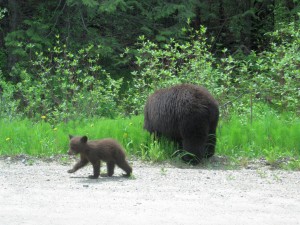 Canada_Schwarzbär mit Baby_Denise_FOC